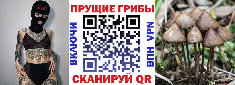 ОМГ ОМГ зеркало  как найти наркотики  Новомичуринск  Галлюциногенные грибы прущие грибы 